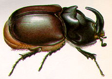 Oryctes rhinoceros