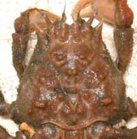 Nobilum japonicum
